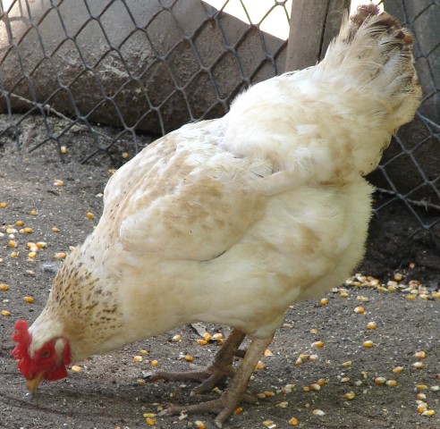 Chickens like this one likely provided the first basic pipe cleaners