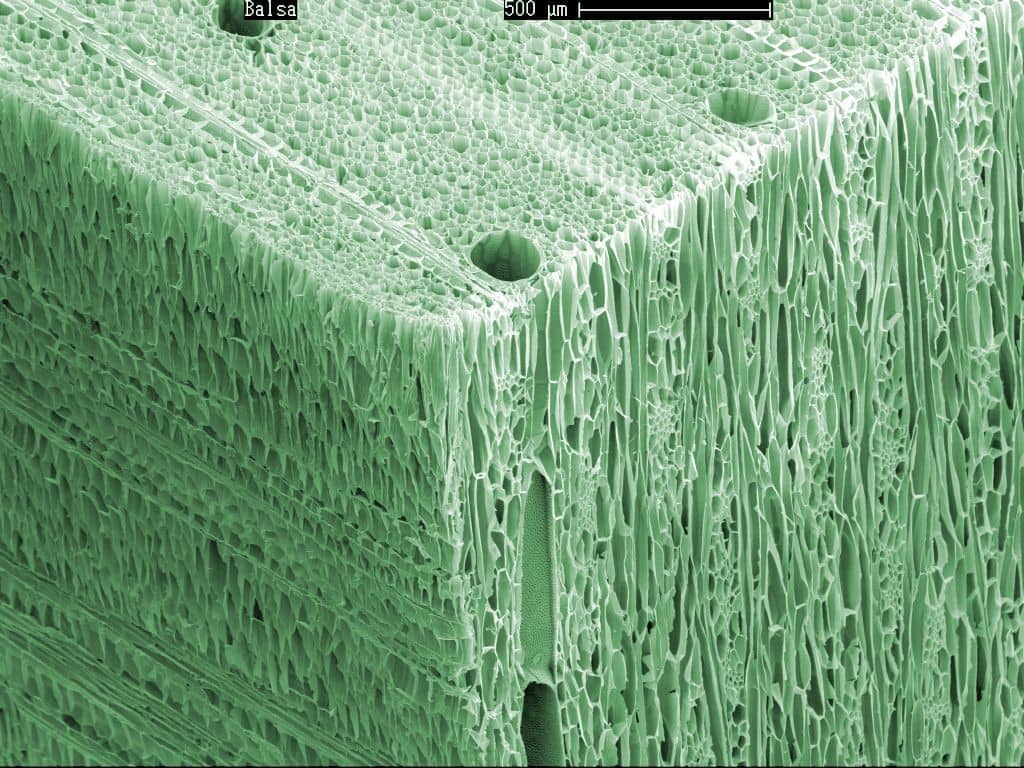 Balsa wood under magnification, showing the porous cells