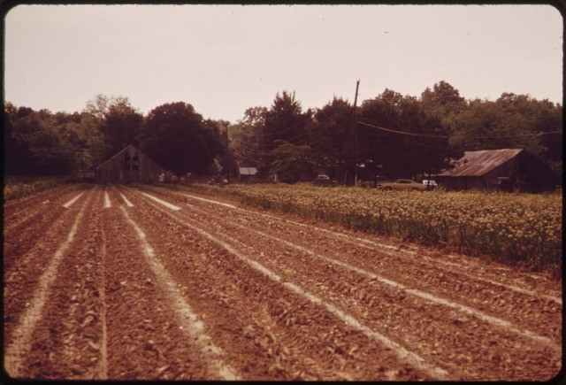 Perique field before planting – Grand Point, Louisiana – 1973 (3) 