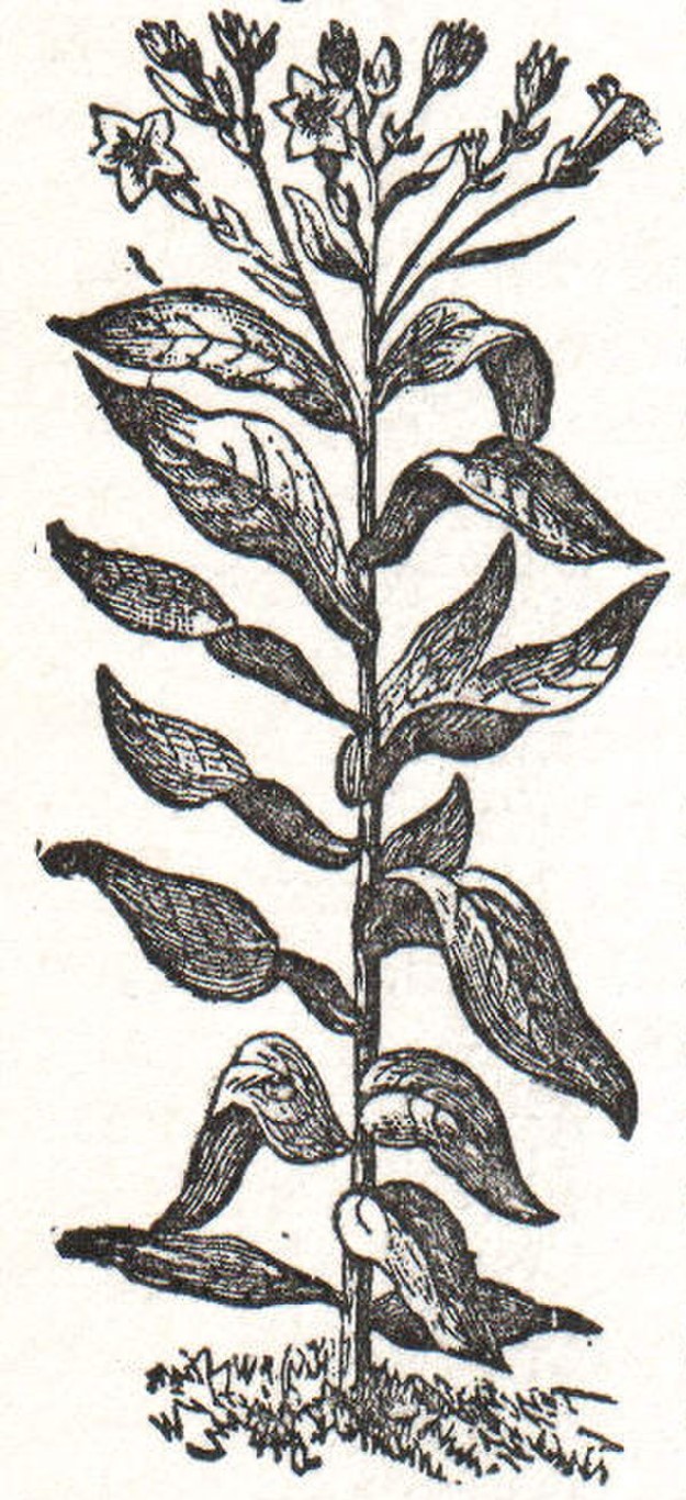 Tobacco plant illustration, 1914 (2)